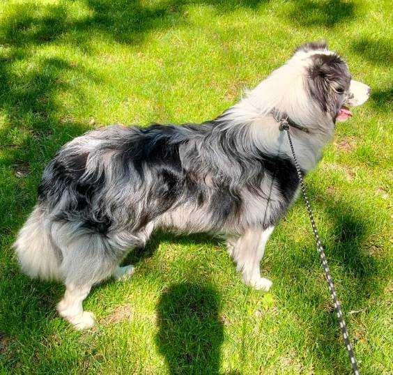 Reproduktor Border Collie FCI