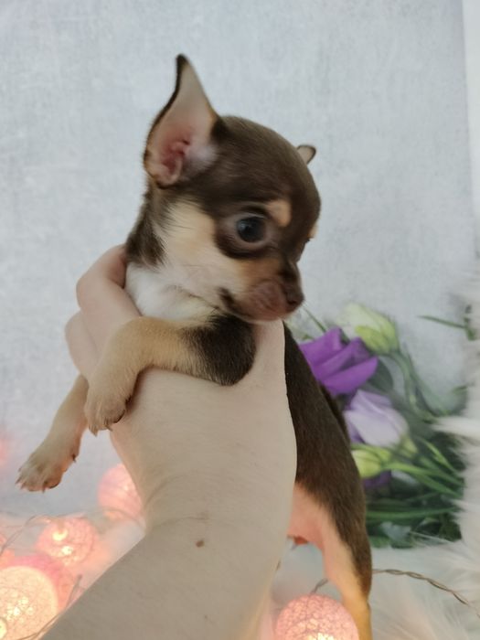 Chihuahua suczka_mini ZAREZERWOWANA