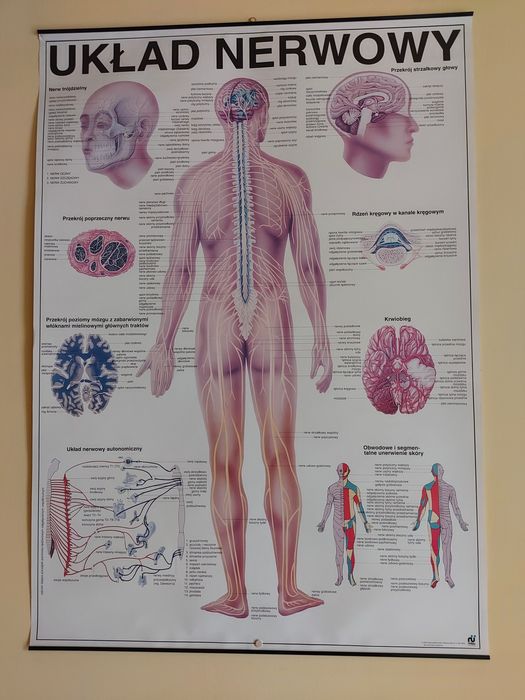 Plakaty, plansze anatomiczne 77 x 98 cm 2 szt.