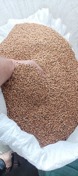 Пшениця урожай 2025 зерно корм