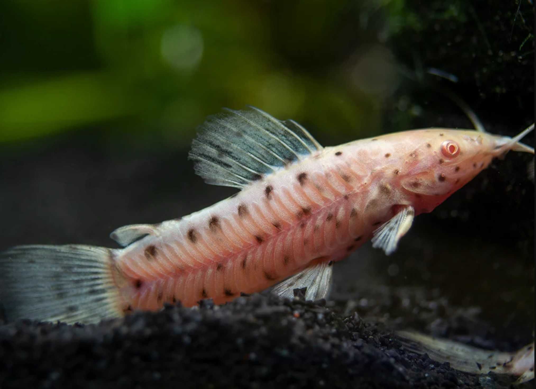 Kiryśnik czarnoplamy ALBINOS - Megalechis thoracata - dowóz, wysyłka