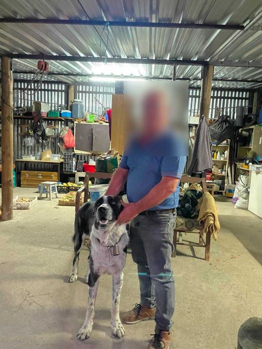 Cachorra Rafeira do Alentejo para adoção responsável