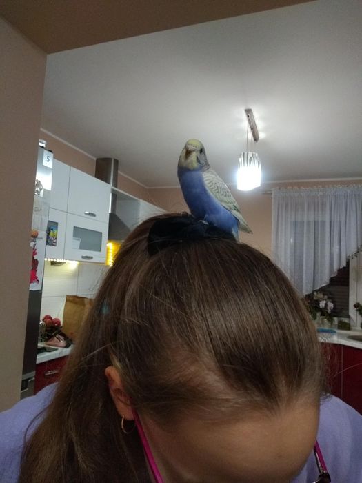 Sprzedam młode papużki faliste do oswojenia