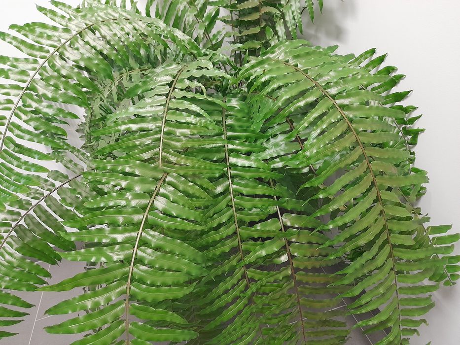 Ogromną paproć w wysokiej donicy