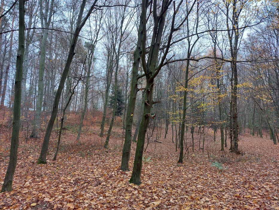 Las mieszany 31 arów