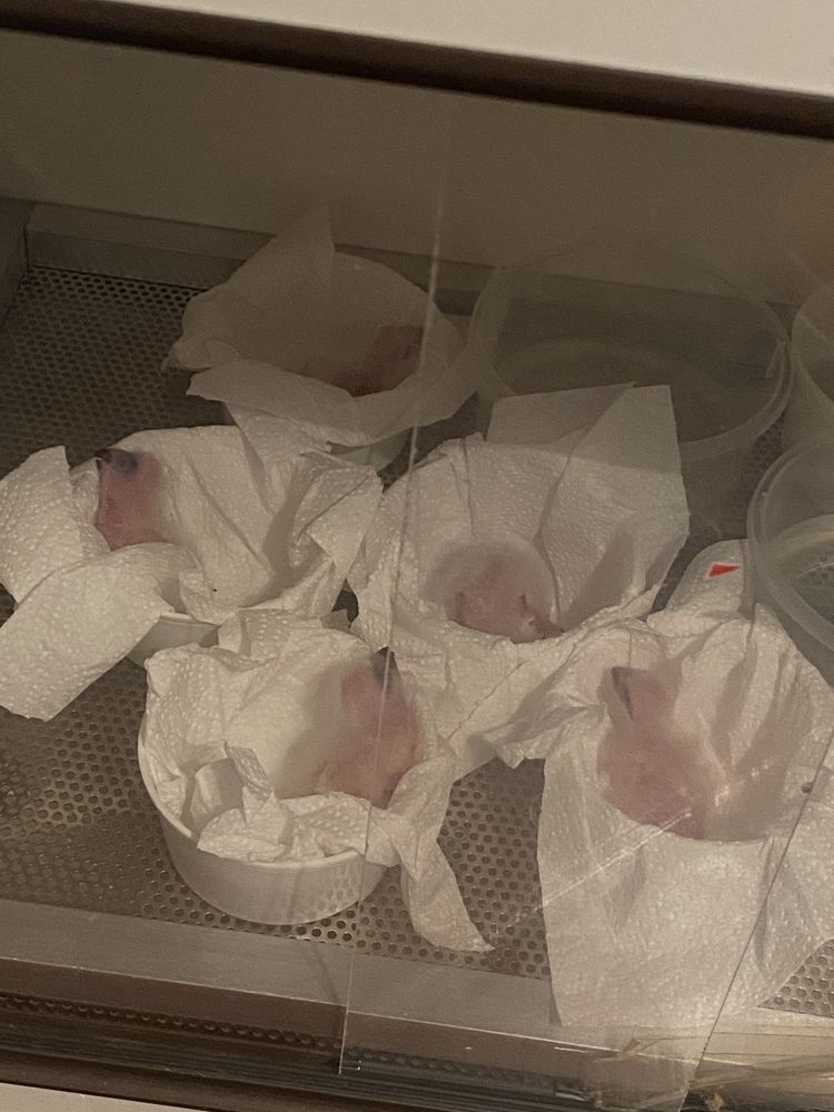 Casais de papagaios cinzentos reprodutores
