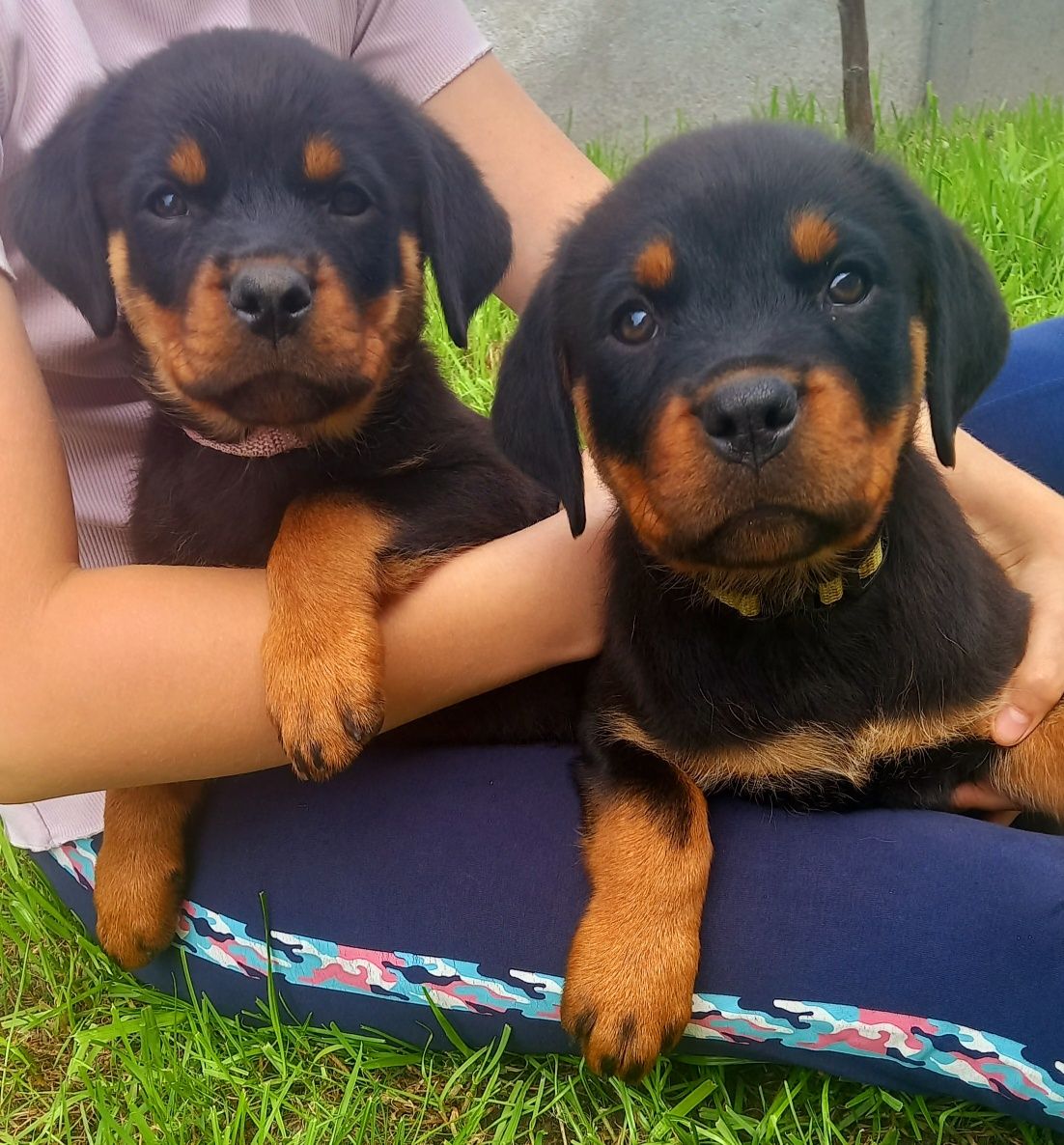 Szczeniaki Rottweiler