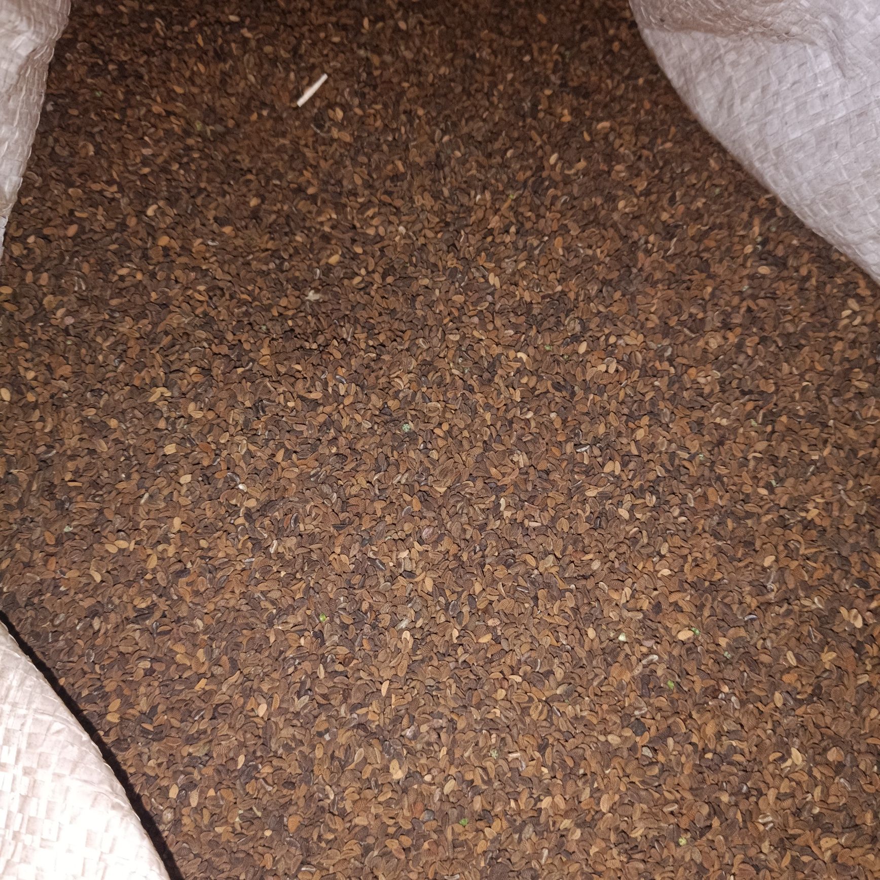 Facelia, poplon, latosia