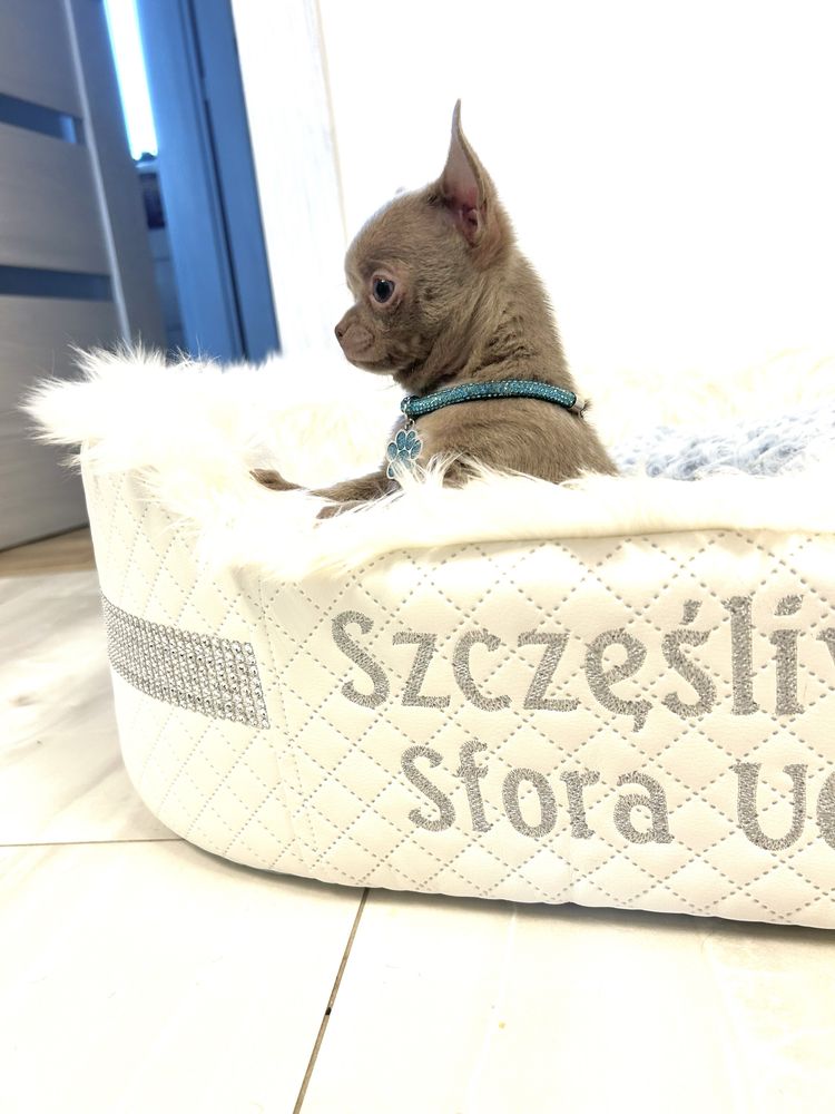 Chihuahua liliowy piesek .Maleńkie cudeńko .JUŻ DO ODBIORU.
