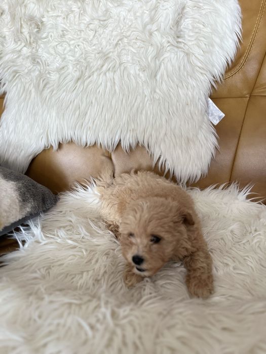 Maltipoo- suczka
