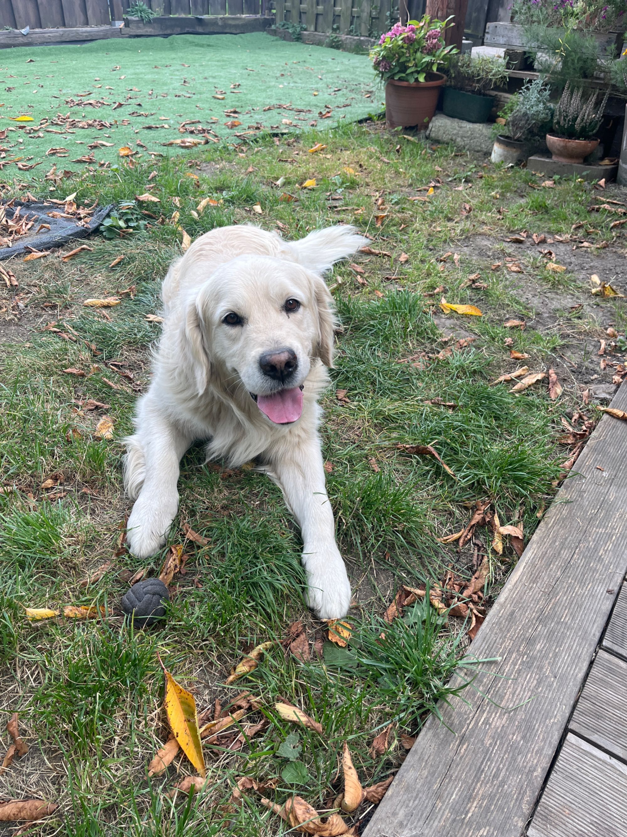 Majk - Golden do adopcji