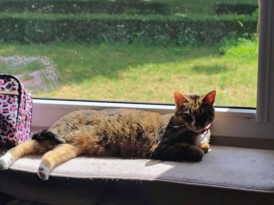 ZAGINĘŁA KOTKA – RUBI  dla znalazcy 1000 zł