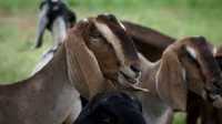 Продам коз породы нубийская
