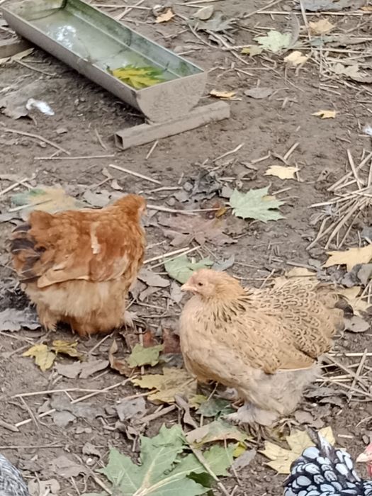 Kochin miniatura 2+1 kogut i dwie kury
