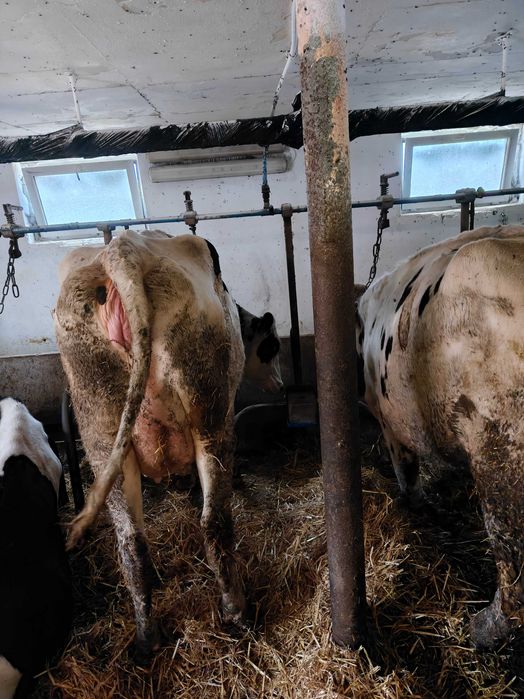 Jałówki wysokocielne rasy ho