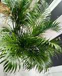 OKAZJA! Dypsis LutescensXXLPalma żywa przepiękna! Wys:160cm szer:120cn