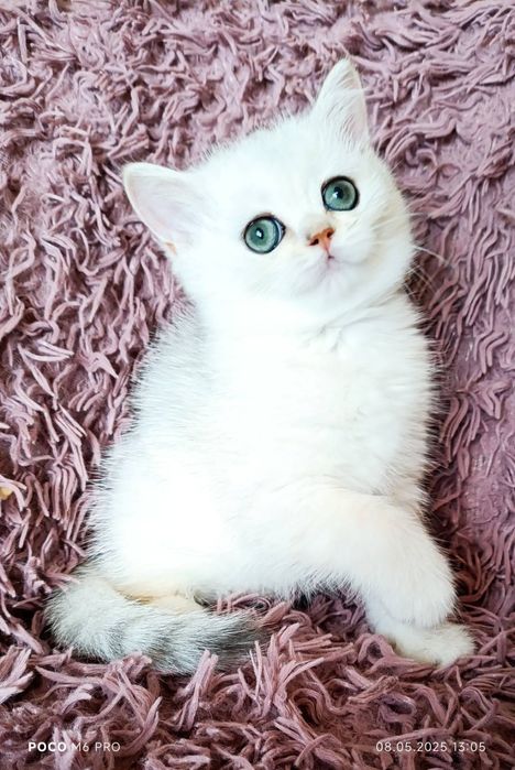 Кошечка серебристая шиншилла, шикарный окрас. Котята есть выбор Киев