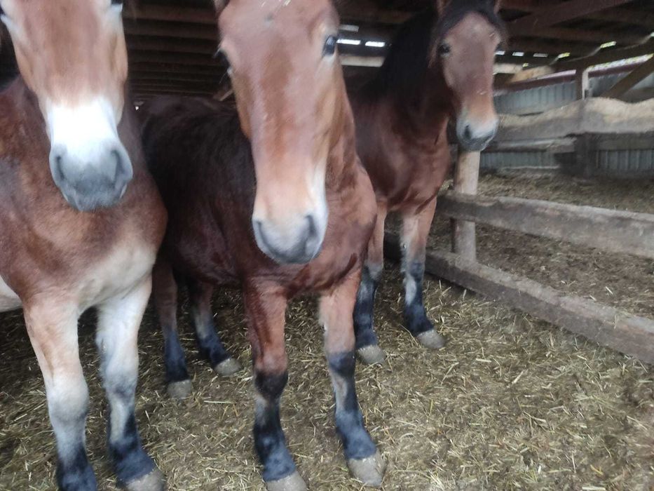 Źrebice zimnokrwiste