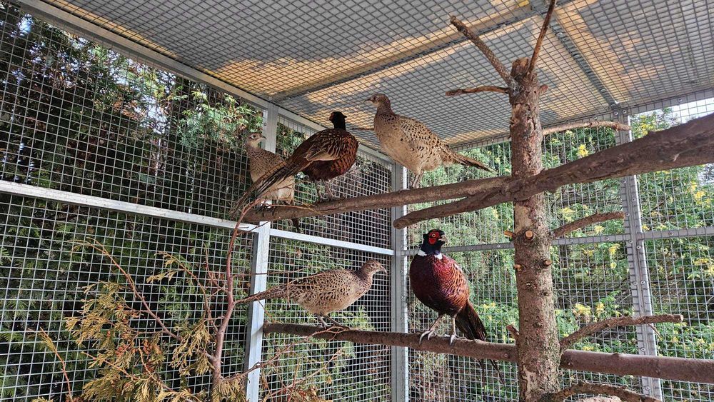 Bażanty Łowne i Mongolskie  sprzedam oswojone