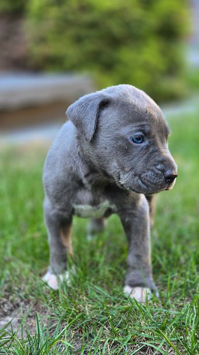 American bully xl