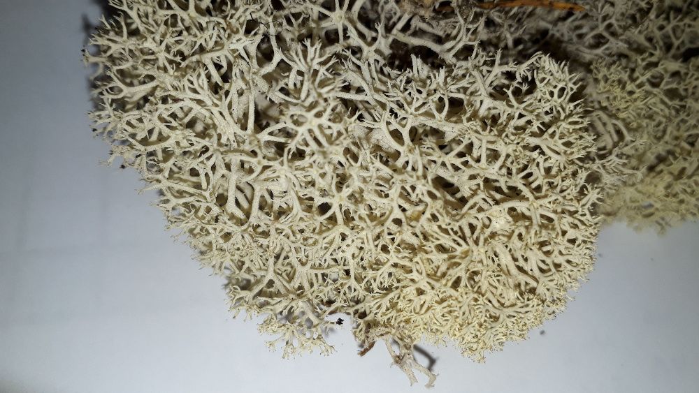 Biały reniferowy MECH CHROBOTEK PAKA 60g naturalny terrarium