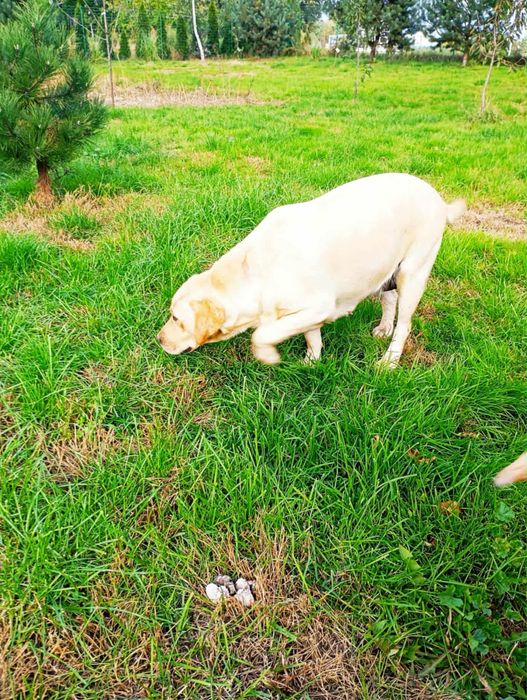 Oddam w dobre ręce labradora
