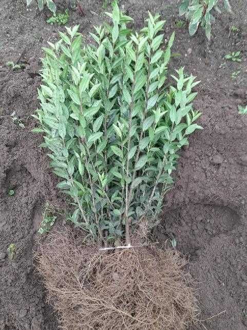 Ligustr 'Atrovirens' odmiana zimozielona.