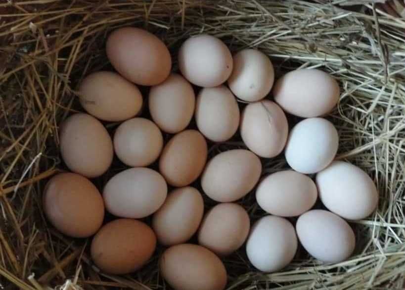 Jajka wiejskie eko kury naturalnie karmione