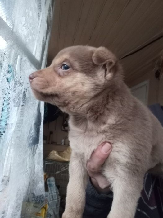 Каштанка 2 мес вакцинирована+бесплатная стерилизация