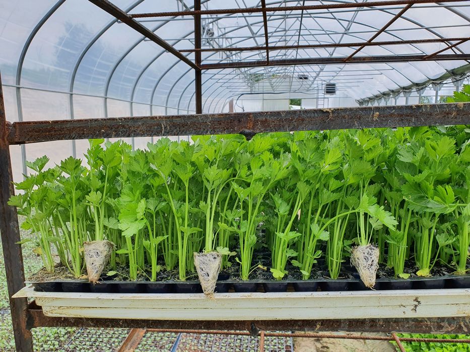 Rozsady warzyw Kapusta Por Pomidor Dyno