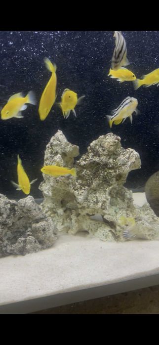 Labidochromis Caeruleus YELLOW + Auratus CASAL/TRIO