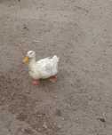 Sprzedam Kaczki pekin
