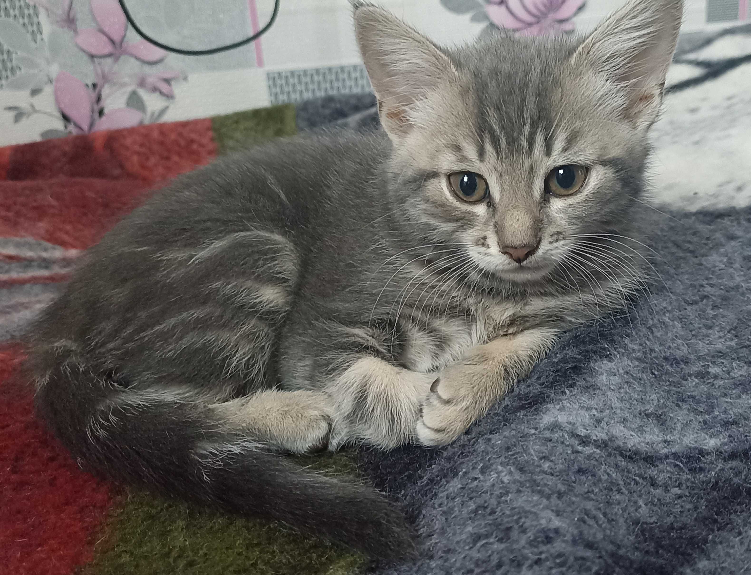 Кошеня шукає люблячу родину !!!
