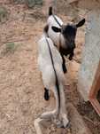 Cabrito anão mocho 5 meses