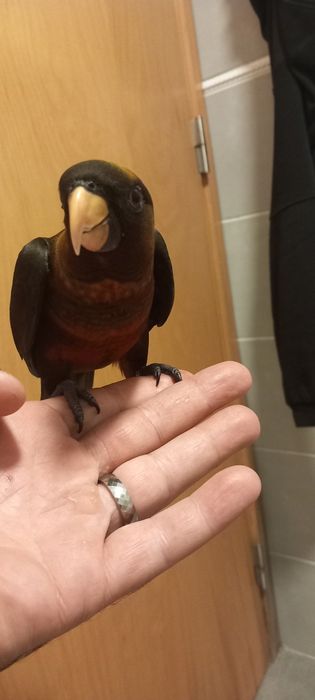 Loris Fuscata disponível