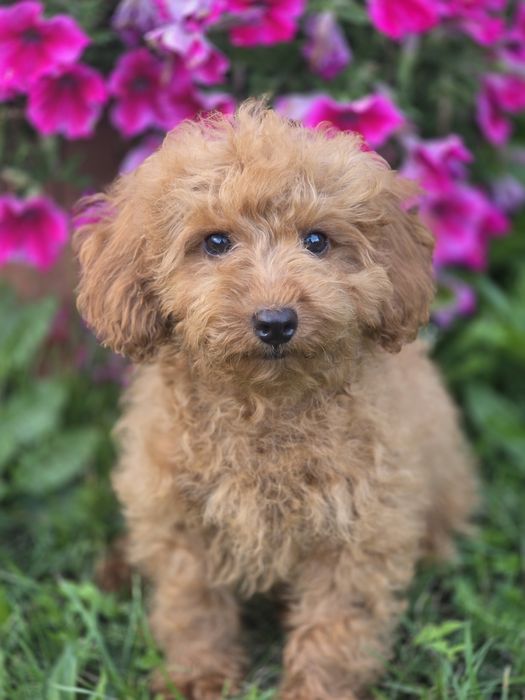 Pudel toy wyjątkowy piesek