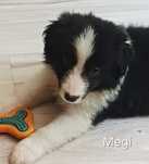 Megi , sunia Border Collie gotowa na zmianę domu