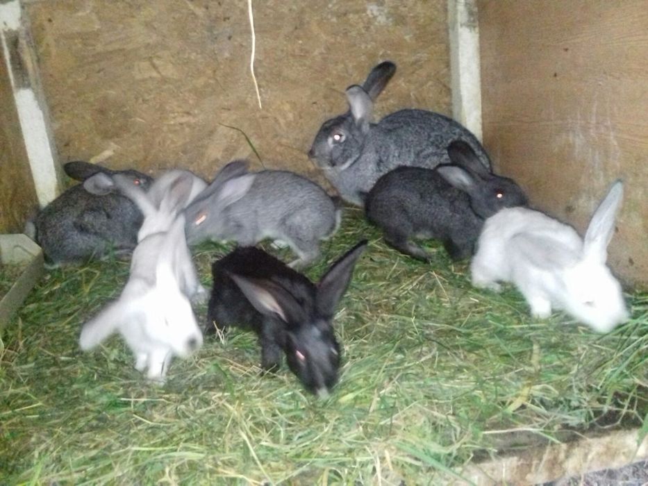 Молоді кролинята