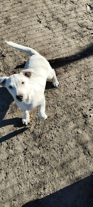 Jack Russell Terrier.  Piesek
