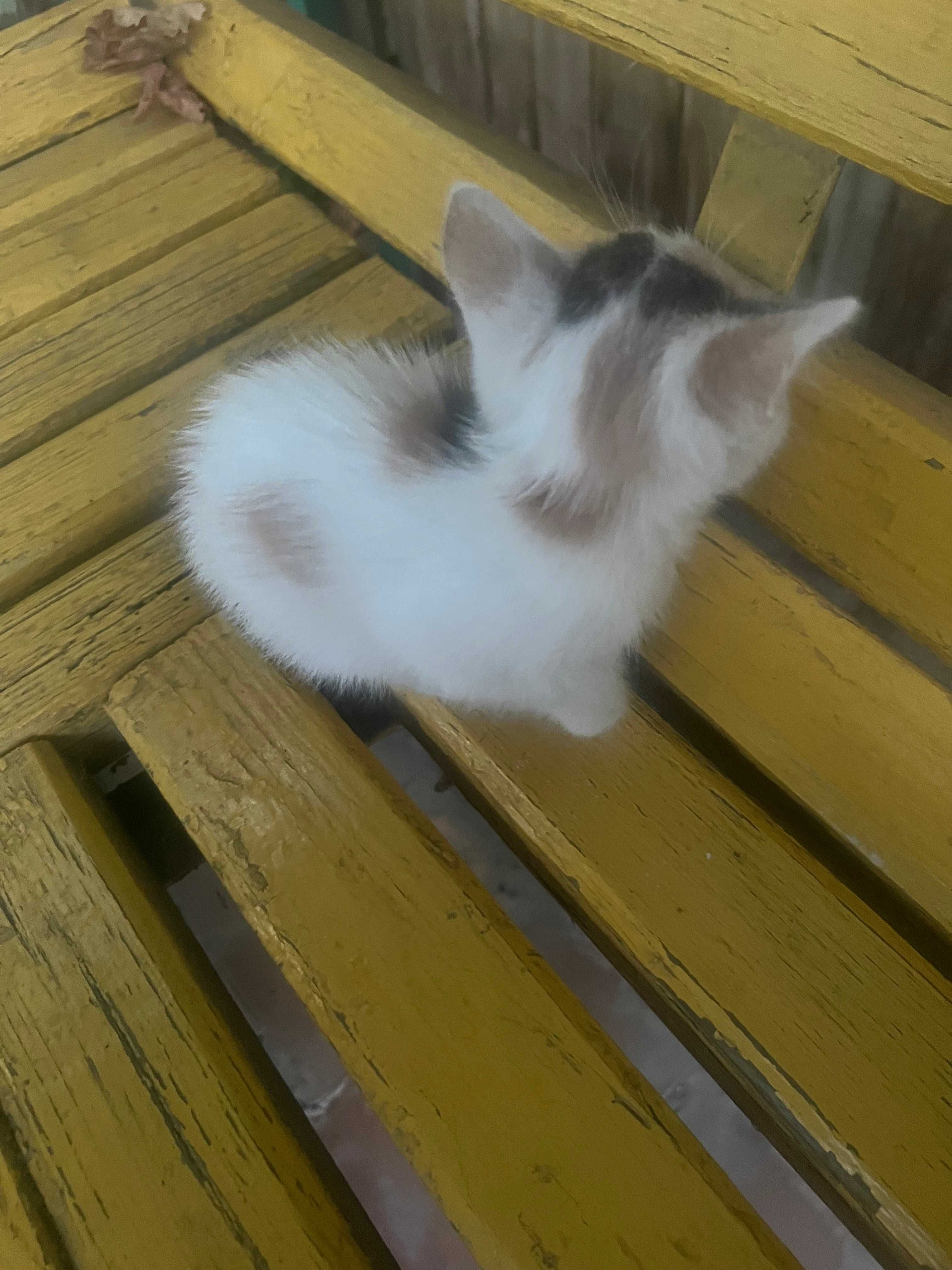 Отдам даром котят