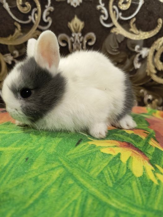 Кролик Мини карликовий