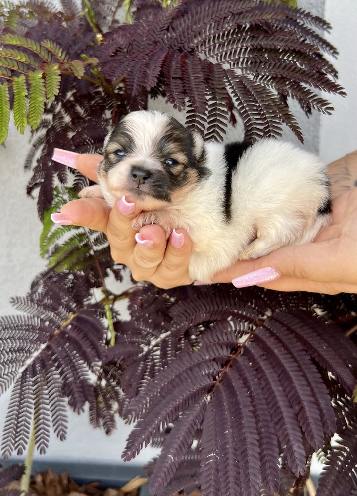 Szpic miniaturowy,pomeranian-chłopczyk