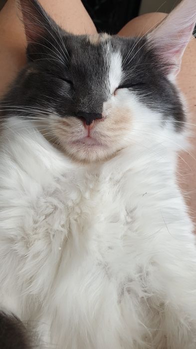 Кошенята турецької ангори