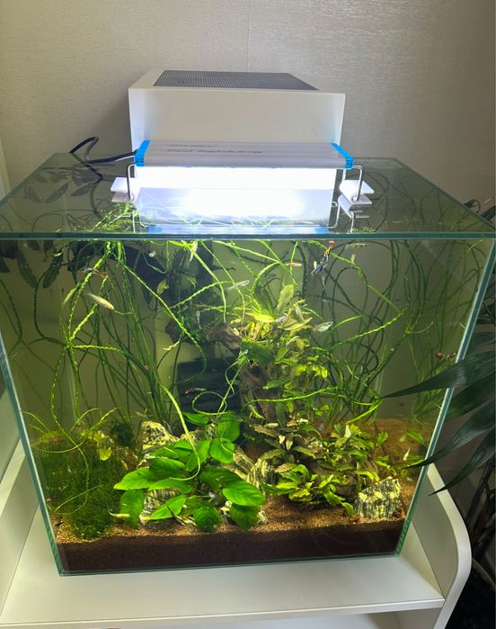 Аквариум HAGEN Fluval EDGE 46 л, рыбки , креветки, растения