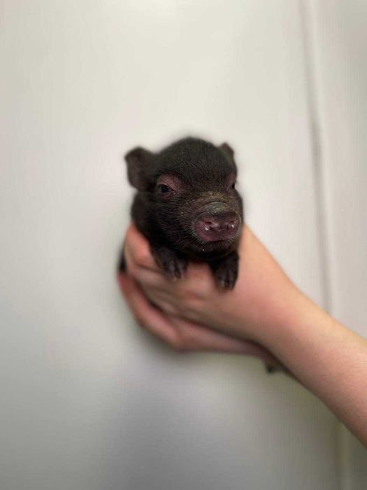 чарівні малюки міні пігів різних окрасів і статі