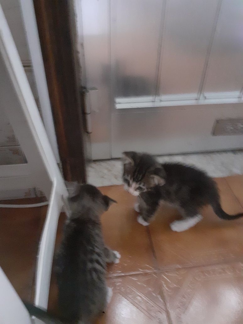 Gatinhos para dar
