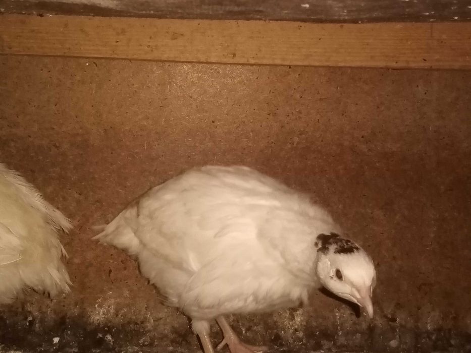 Пропоную техаського перепела. ІЯ