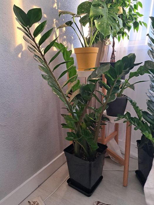 Zamioculcas zamiifolia