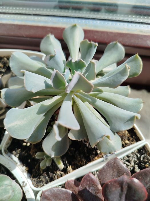 Суккуленты эхеверии алоэ декоративные крассулы