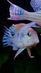 5 Geophagus red head tapajos